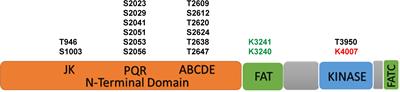 DNA-PKcs: A Multi-Faceted Player in DNA Damage Response